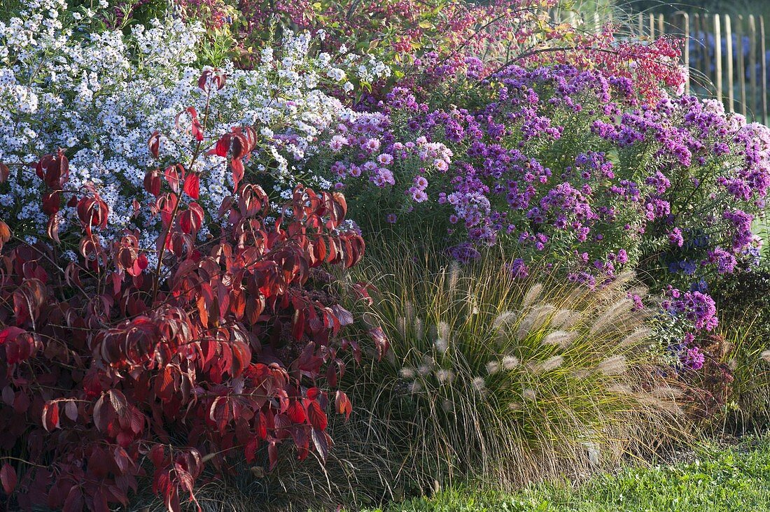 Autumn border with perennials, grasses and woody plants