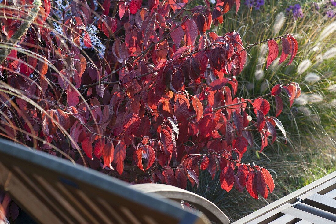 Viburnum plicatum f. tomentosum (Japanischer Schneeball) in Herbstfärbung