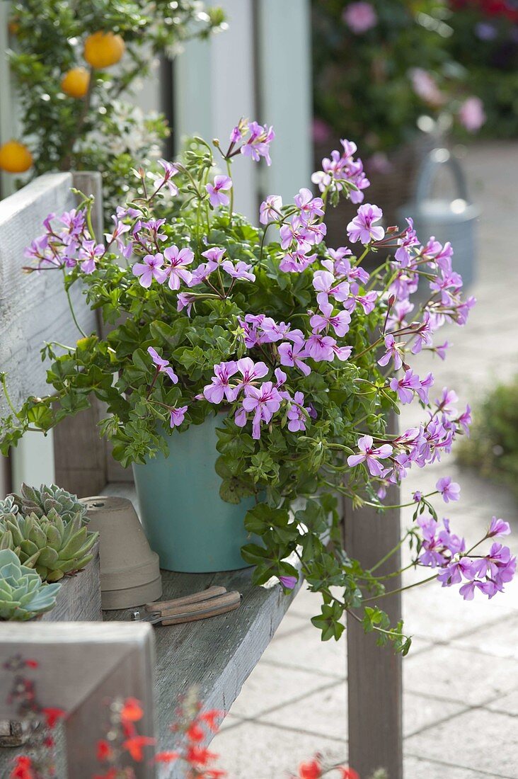 Pelargonium peltatum 'Blue Blizzard' (hanging geranium) on a wooden bench