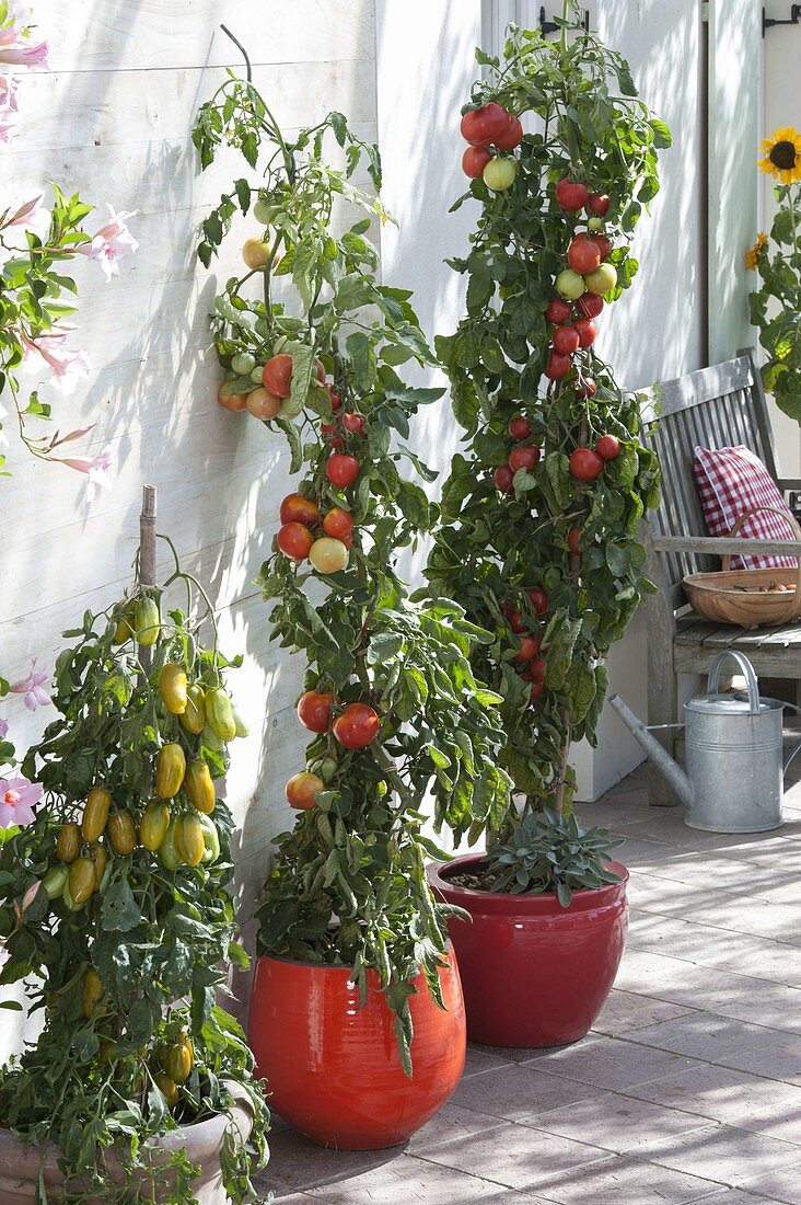 Tomato 'Green Sausage', 'Ussi's Candy Apple' (Lycopersicon)