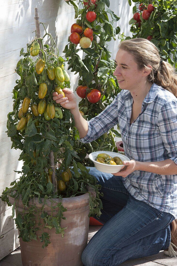 Tomatoes 'Green Sausage', 'Ussi's Candy Apple' (Lycopersicon)