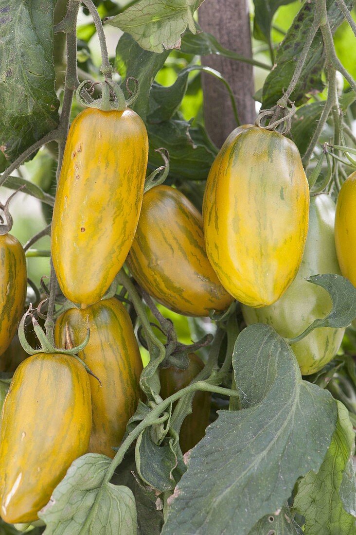 Tomate 'Green Sausage' (Lycopsersicon) , längliche Stabtomate