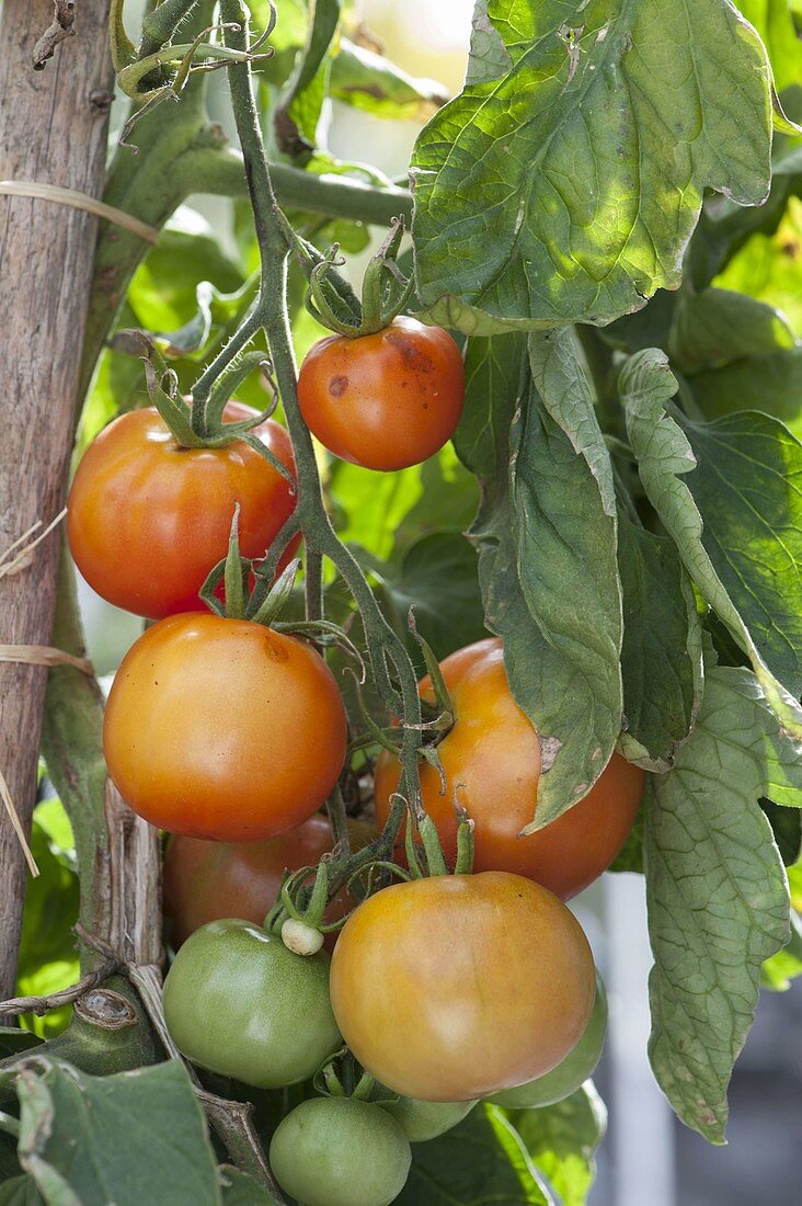 Tomato 'Malinowski' (Lycopersicon), red stake tomato