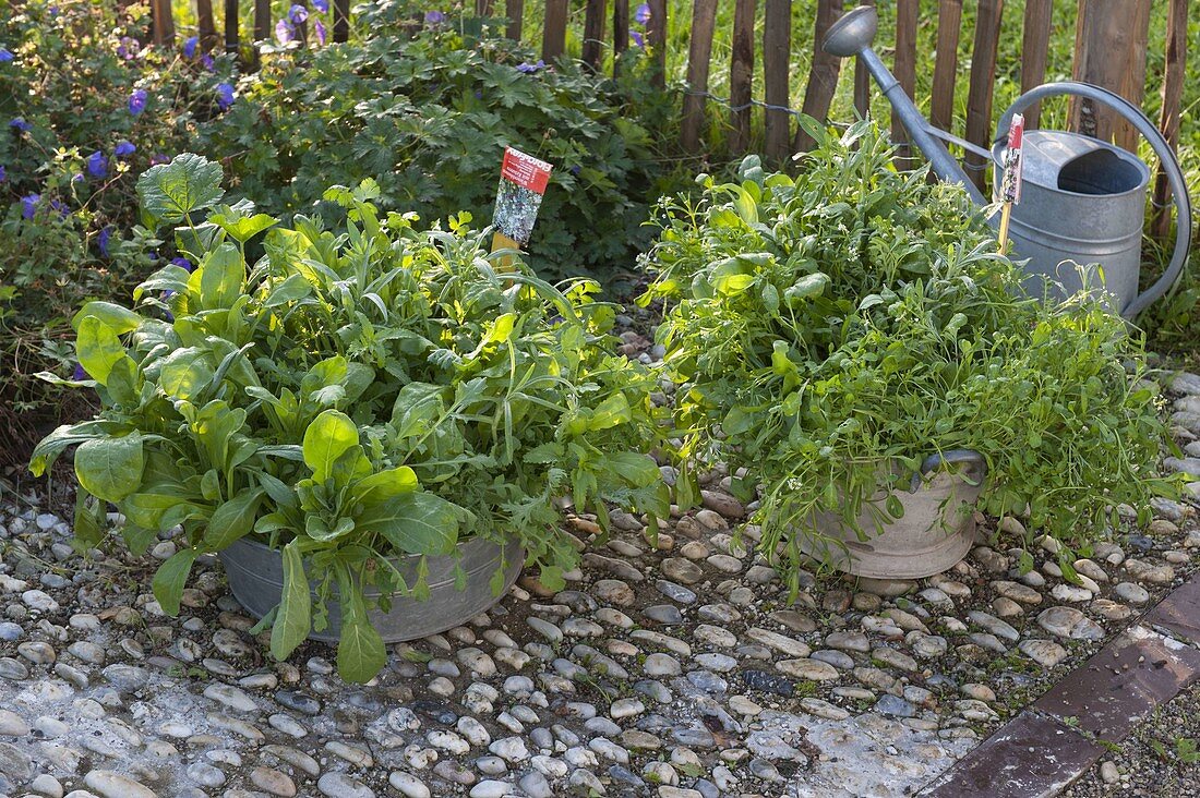 Planting rusted-through zinc trays