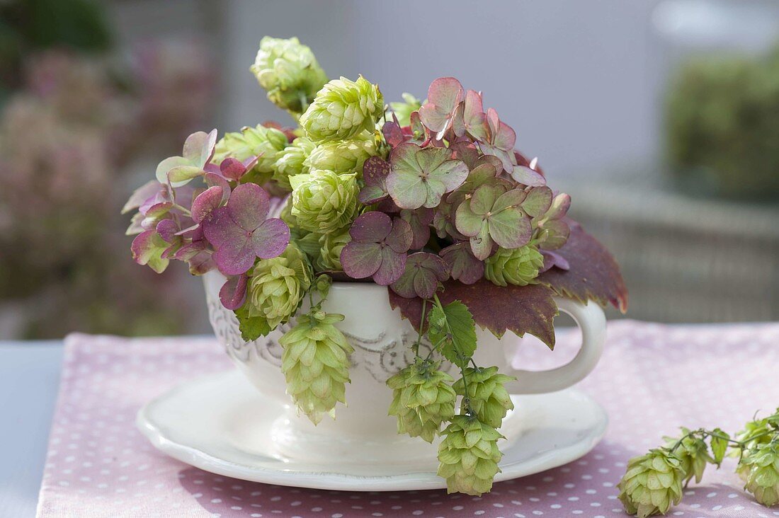 Small bouquet of Humulus (hops) and faded flowers of Hydrangea