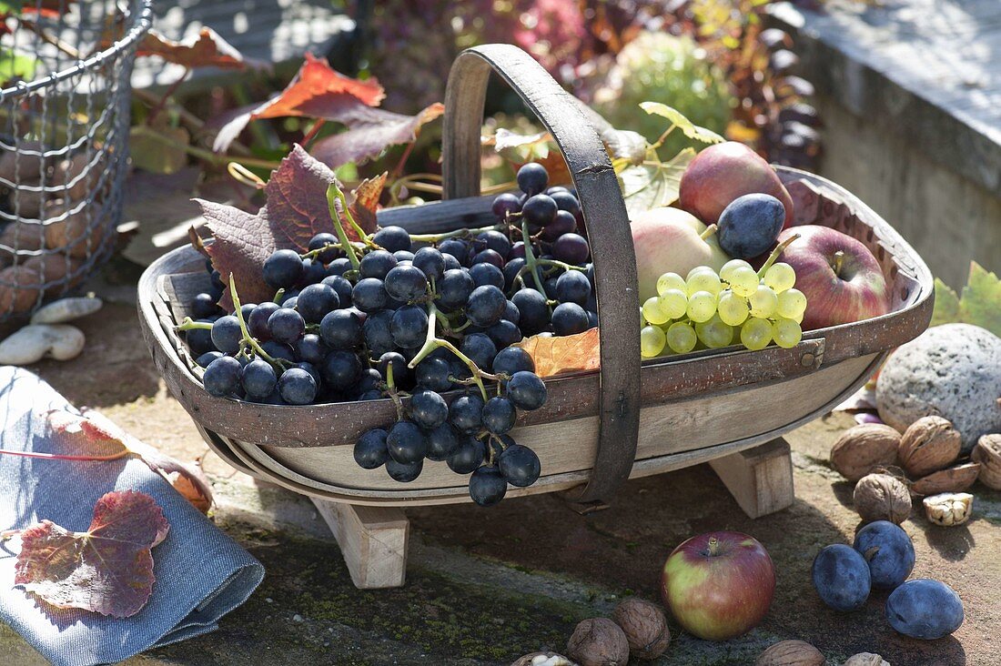 Basket with freshly harvested grapes (Vitis vinifera), apples