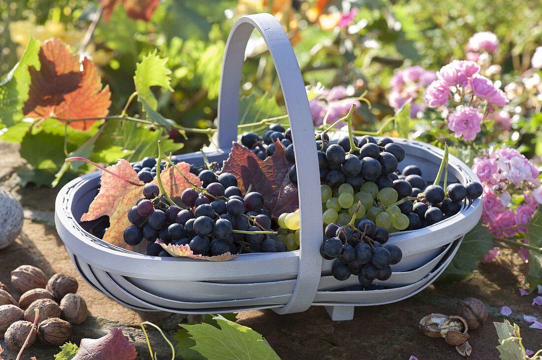 Freshly harvested grapes (Vitis vinifera) in basket