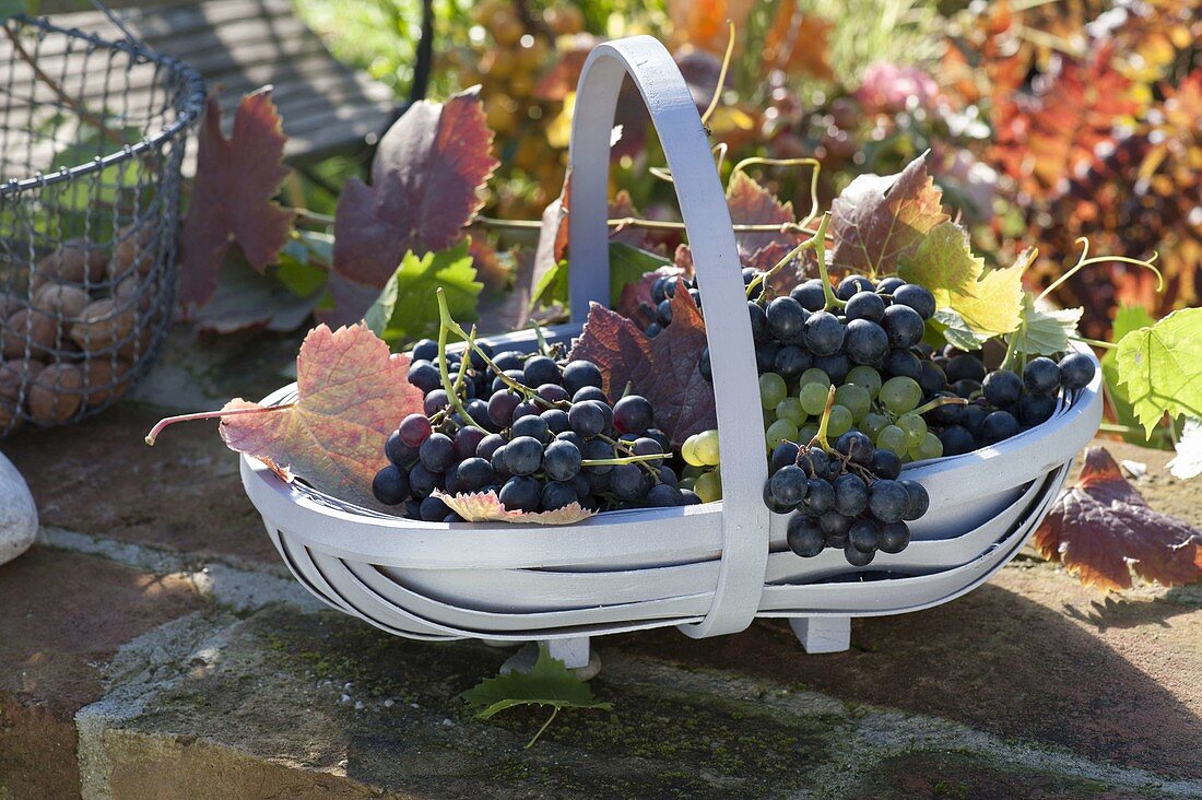 Frisch geerntete Weintrauben (Vitis vinifera) im Korb