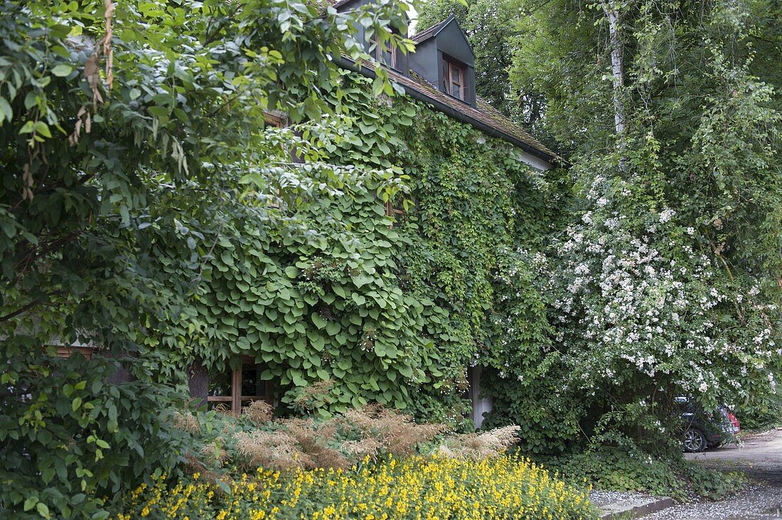 House facade overgrown with Aristolochia (whistling vine), Hydrangea petiolaris