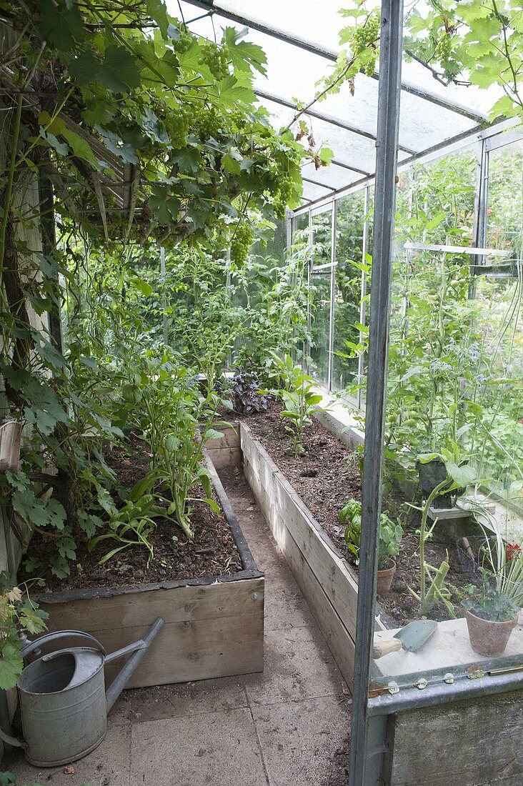 Lean-to greenhouse with grapes and raised beds