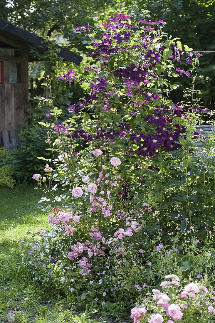 Clematis viticella 'Etoile Violette' (Wood Vine) next to Rosa (Rose), Geranium