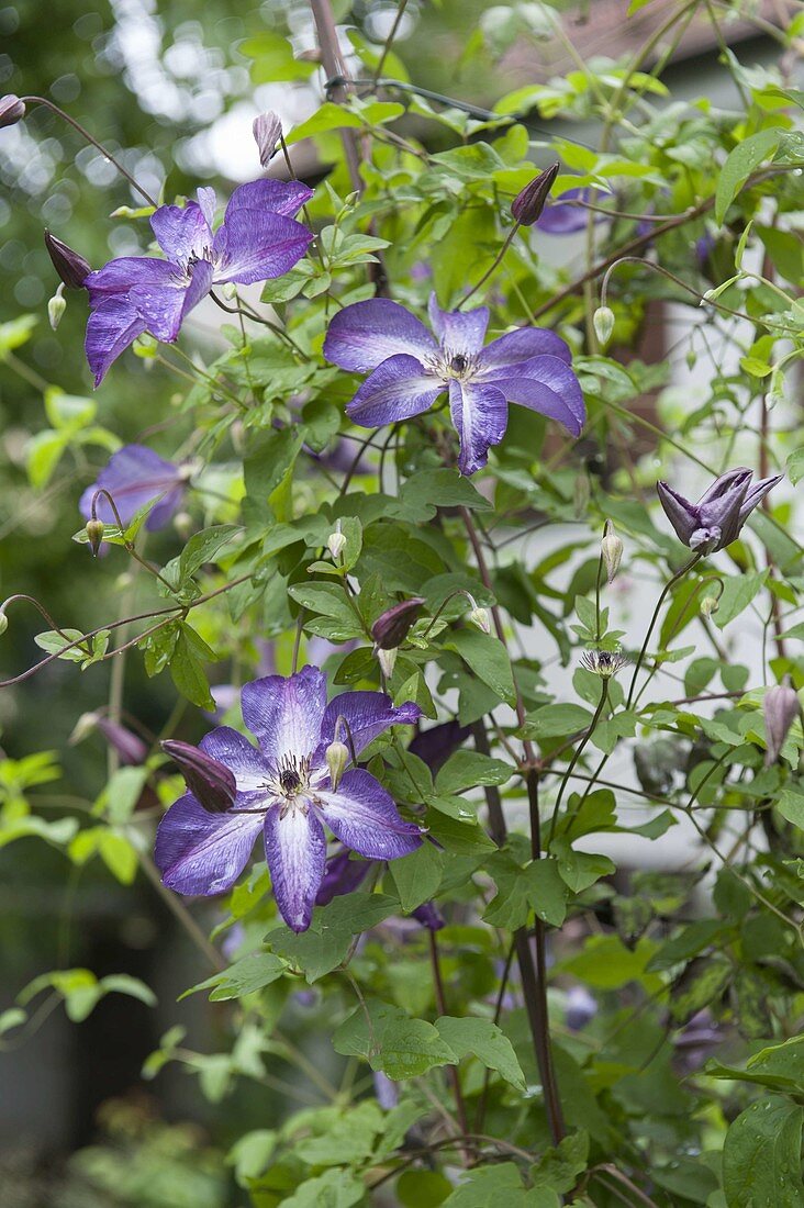 Clematis viticella 'Venosa Violacea' (Wood Vine)