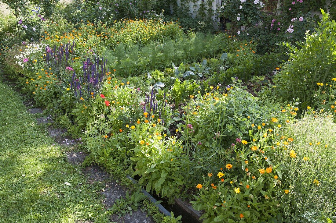 Farm garden with fennel (Foeniculum), lettuce (Lactuca), kohlrabi