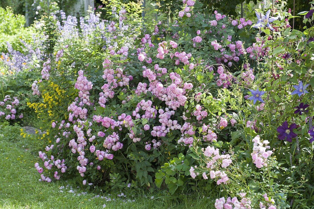 Rosa 'Raubritter' (Rose of the Robber Baron), Lysimachia (Golden field plant)