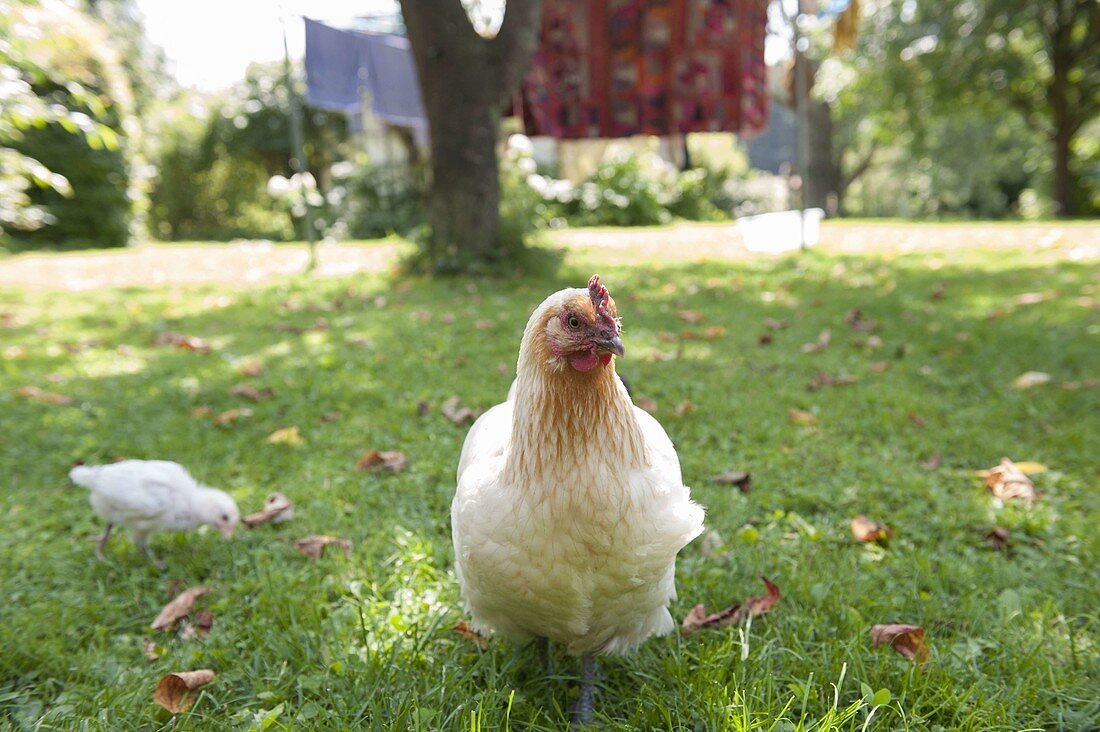 White chicken with chicks