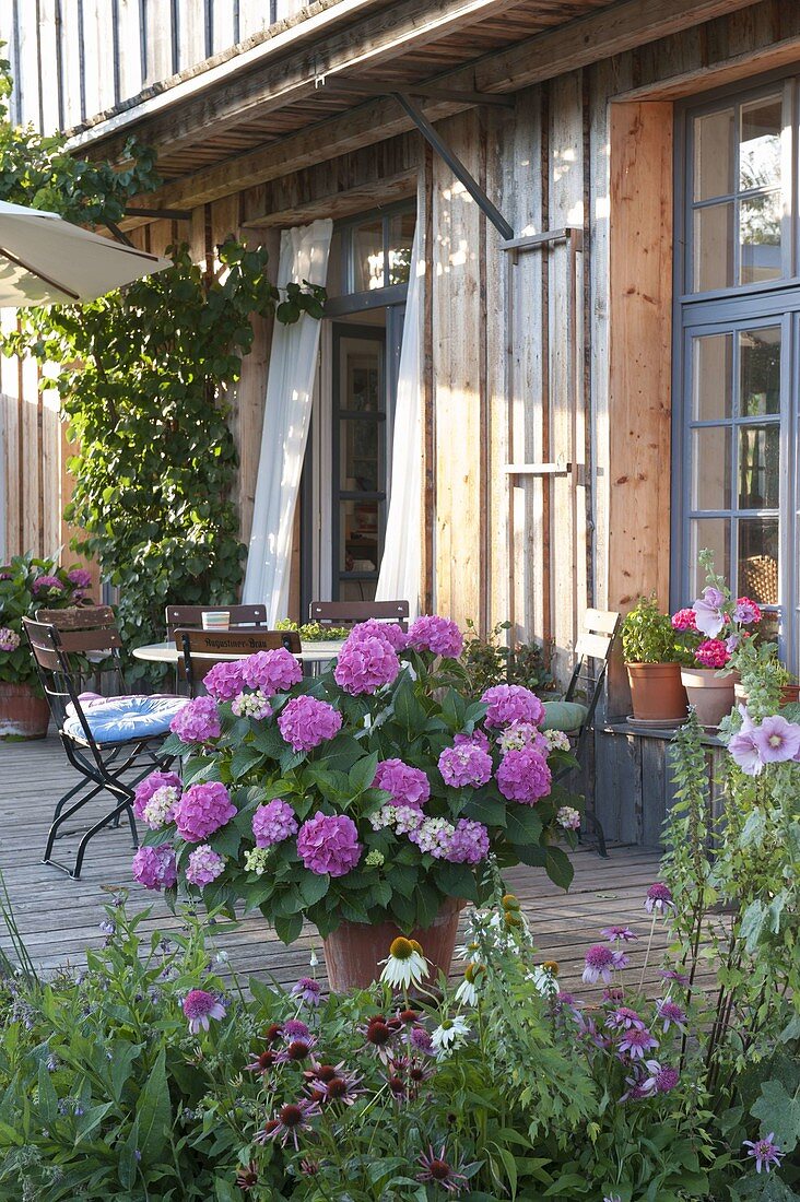 Tub with hydrangea (hydrangea) and seating area on wooden terrace by the house