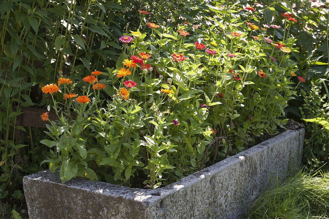 Natural stone trough with calendula (marigolds) and zinnia (zinnias)