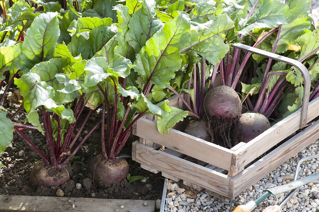 Beetroot (Beta vulgaris) in a bed and freshly harvested in a wooden basket