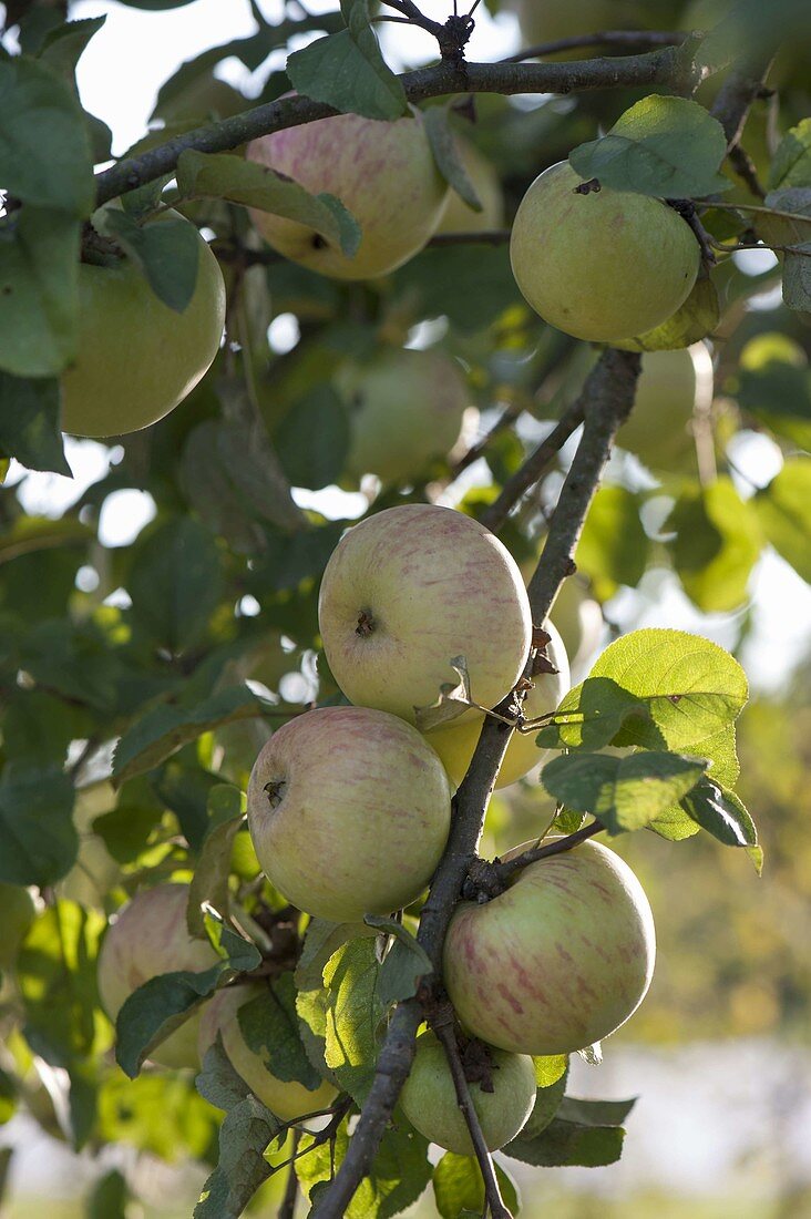 Apfel 'Wiltshire' Syn. 'Weiße Wachsrenette' (Malus), Winterapfel