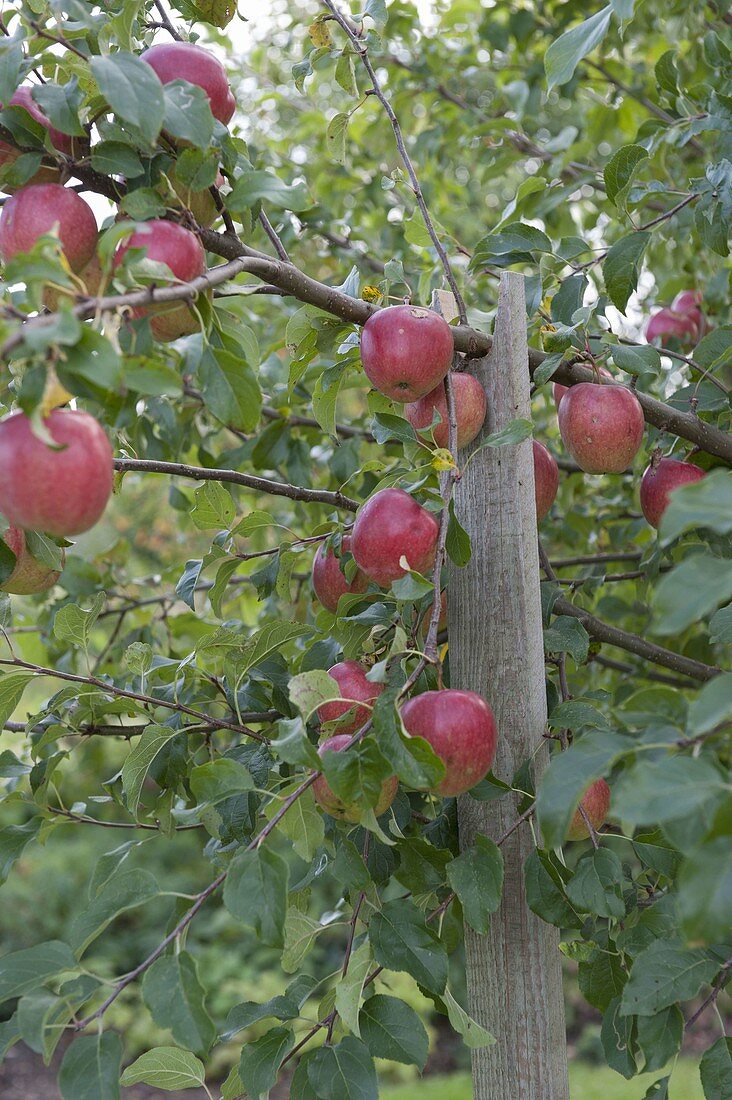 Apple tree (Malus), branches with heavy fruit supported by laths
