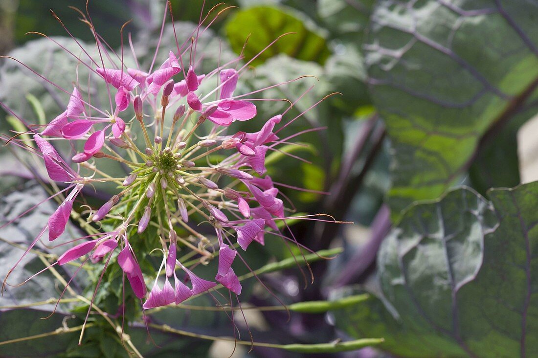 Cleome 'Pink Queen' (spider plant) in the vegetable patch