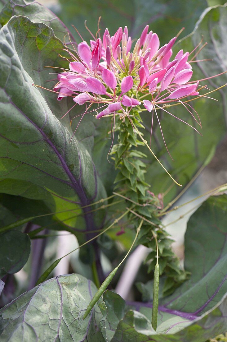 Cleome 'Pink Queen' (spider plant) in vegetable patch