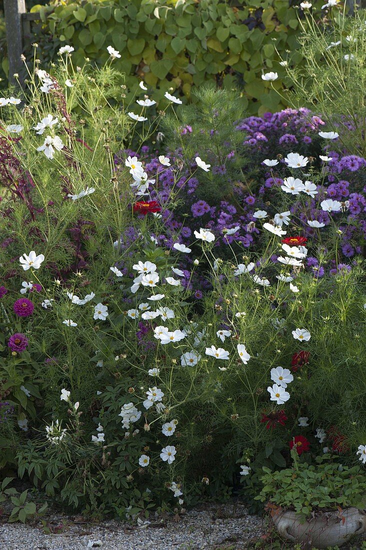 Planting a summer bed with annual summer flowers