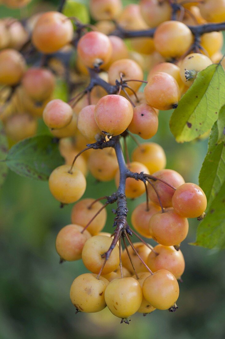 Malus 'Golden Hornet' (Zierapfel)