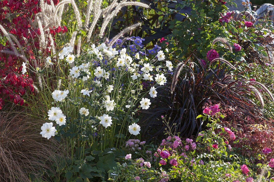 Autumn border with Anemone japonica 'Wirbelwind' (autumn anemone), Pennisetum