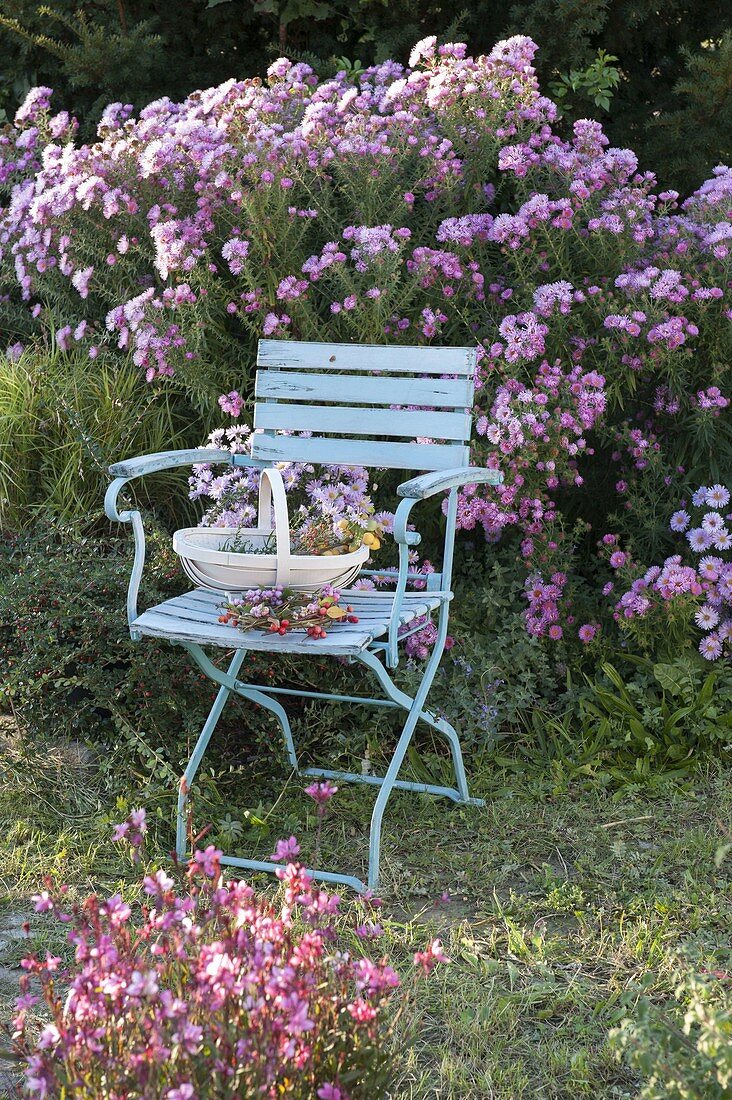 Seat by autumn bed with Aster (Autumn Aster), Cotoneaster