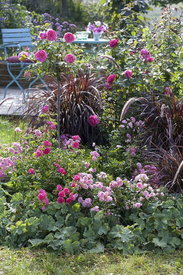 Late summer bed with Rosa 'The Fairy', 'Heidetraum'