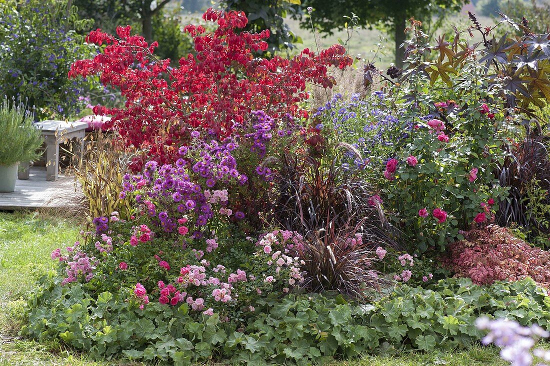 Autumn border with Rosa 'The Fairy', 'Heidetraum' (ground cover roses), Pennisetum