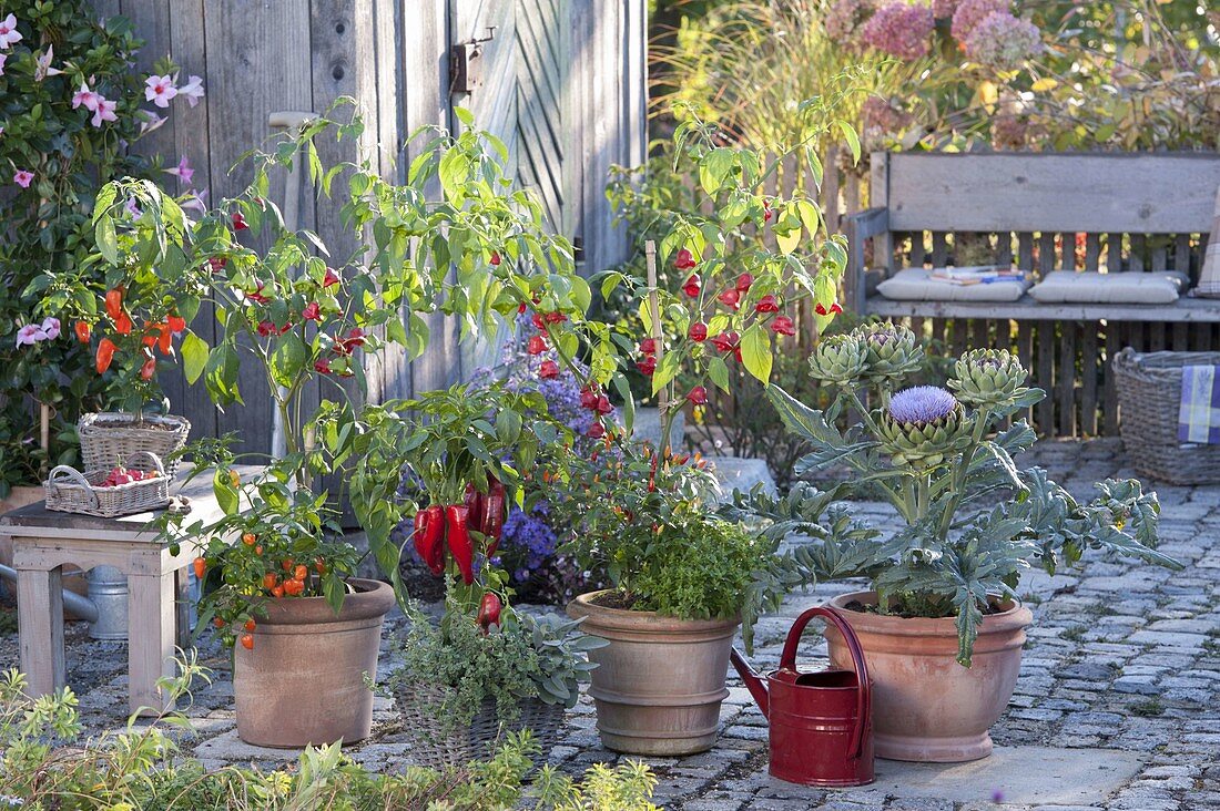 Bell chilli, pepper and chilli (Capsicum baccatum, C. annuum), artichoke