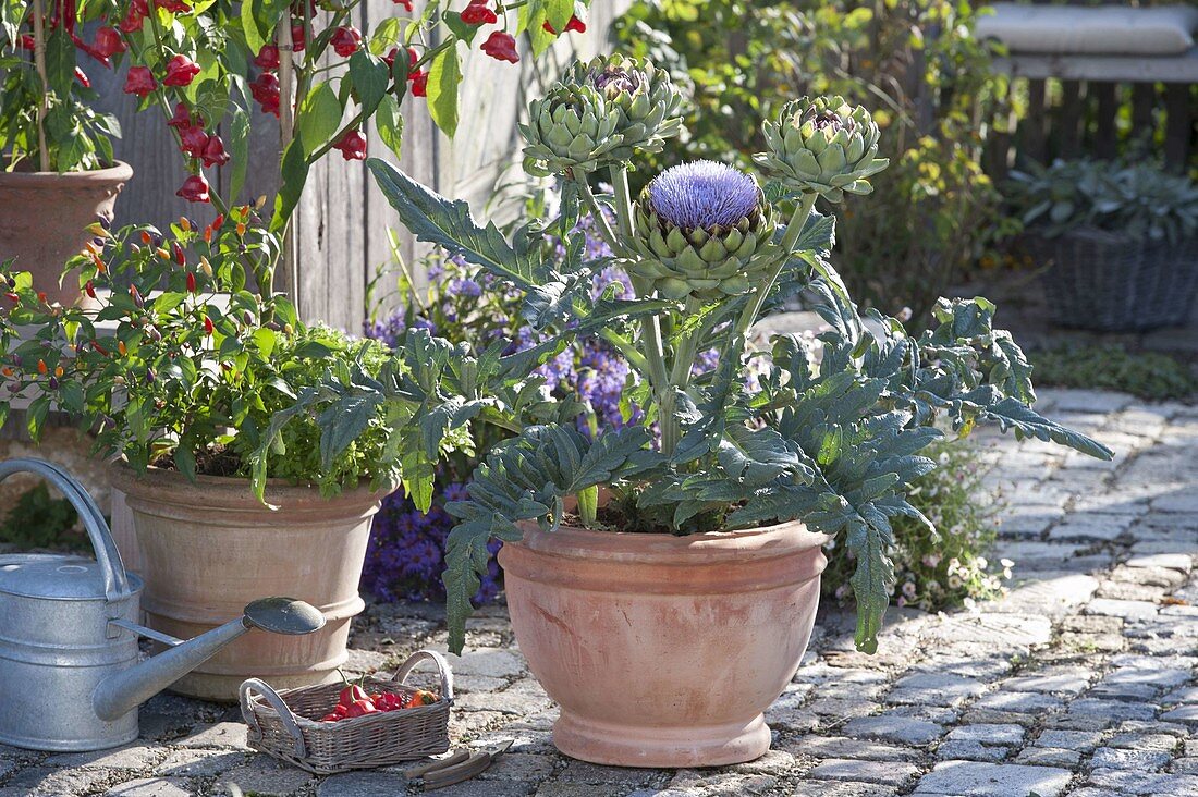 Flowering artichoke (Cynara scolymus) next to bell chili