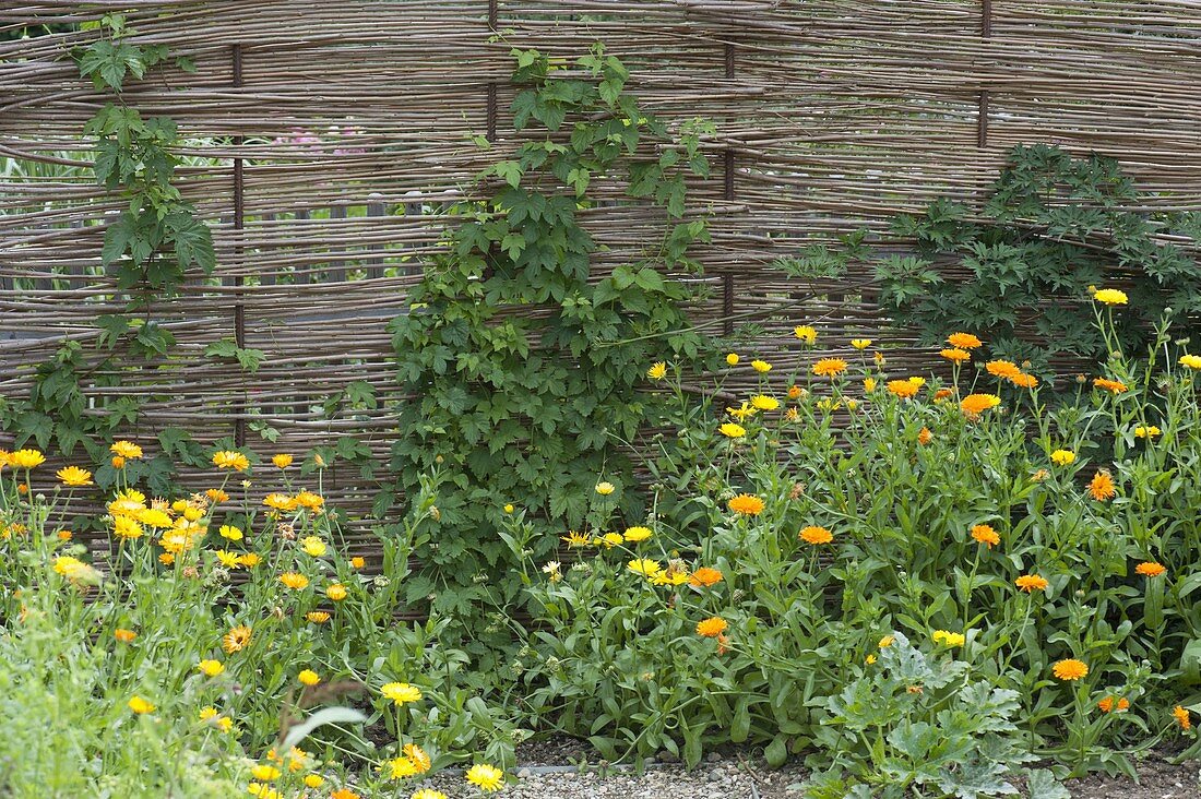 Hops on homemade screen wall in organic garden