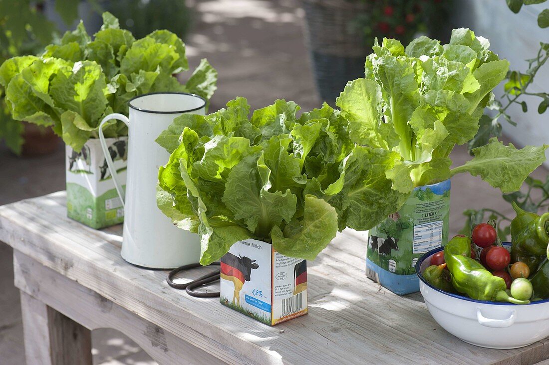 Growing lettuce in empty milk cartons