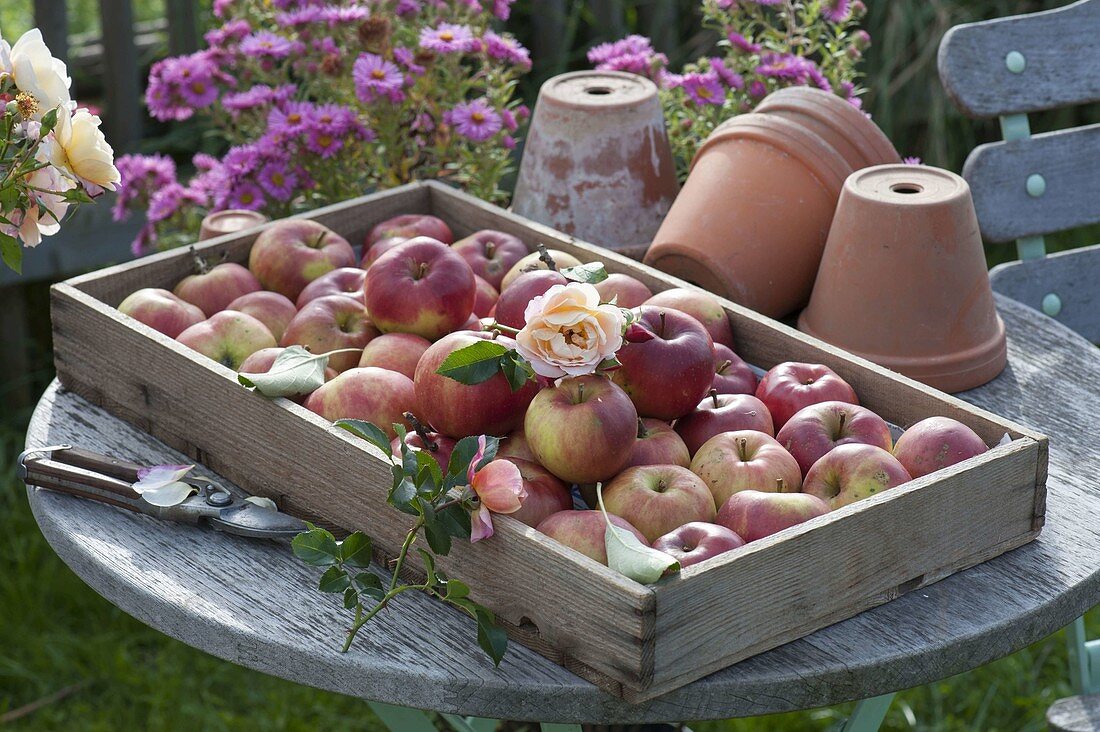 Wooden box with freshly picked apples 'Danziger Kantapfel' (Malus)