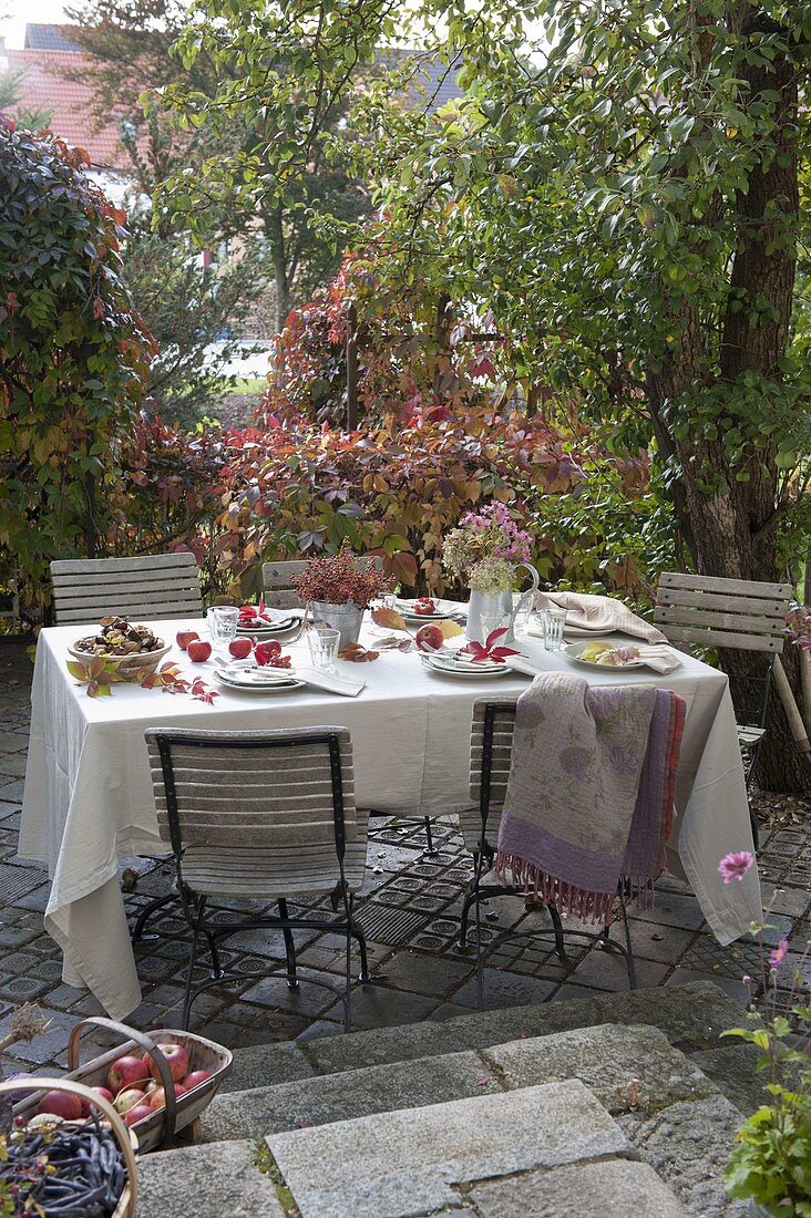 Herbstlich gedeckter Tisch mit Äpfeln (Malus), Sträusse aus Rosa