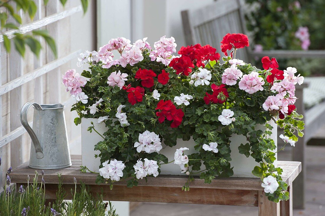 White box with Pelargonium peltatum (Hanging geranium)