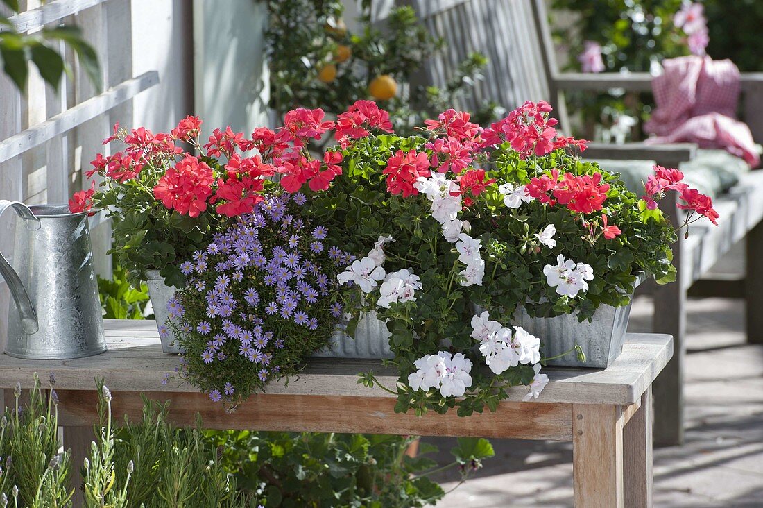 Metal box with Pelargonium interspecific 'Cante Coras Coral'