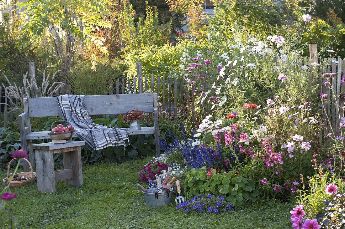 Bauerngarten mit Cosmos (Schmuckkörbchen), Penstemon