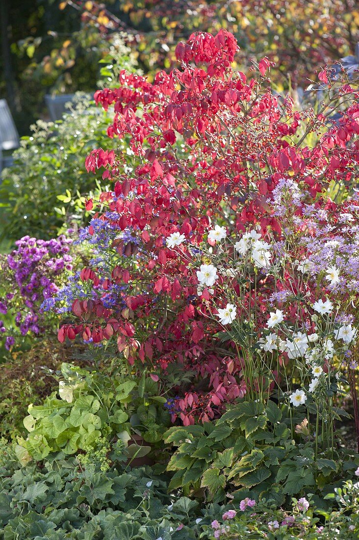 Autumn border: Euonymus alatus, anemone