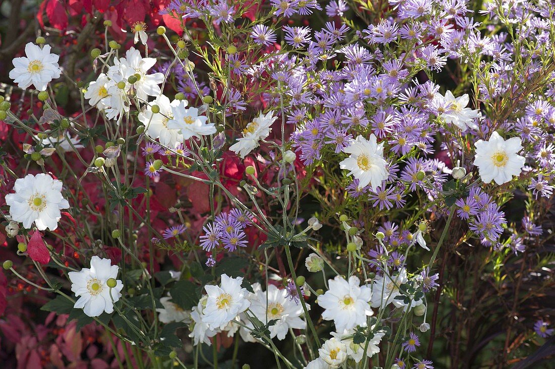 Anemone japonica 'Wirbelwind' (Autumn anemone) and Aster (Autumn aster)