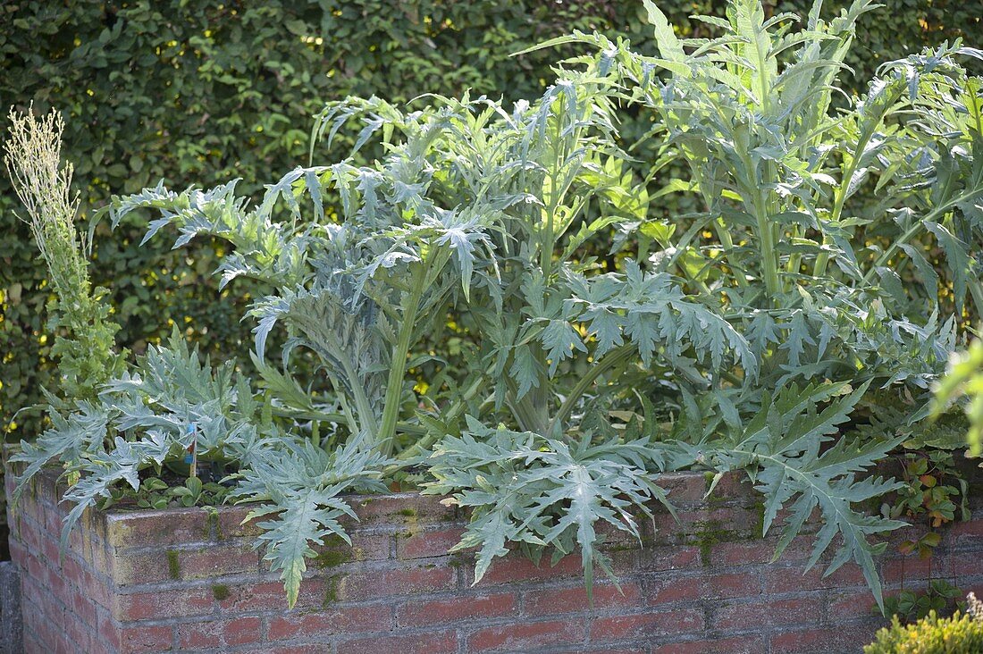 Cardy (Cynara cardunculus) im gemauerten Hochbeet