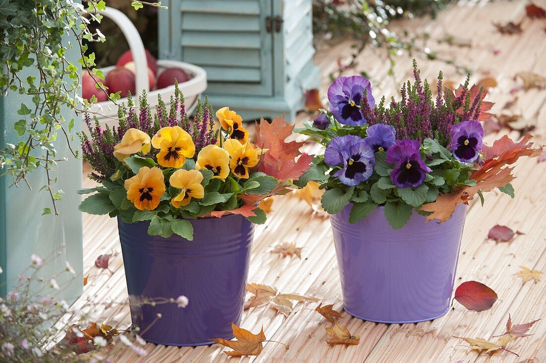 Viola Wittrockiana (Stiefmütterchen) mit Calluna 'Dark Beauty'