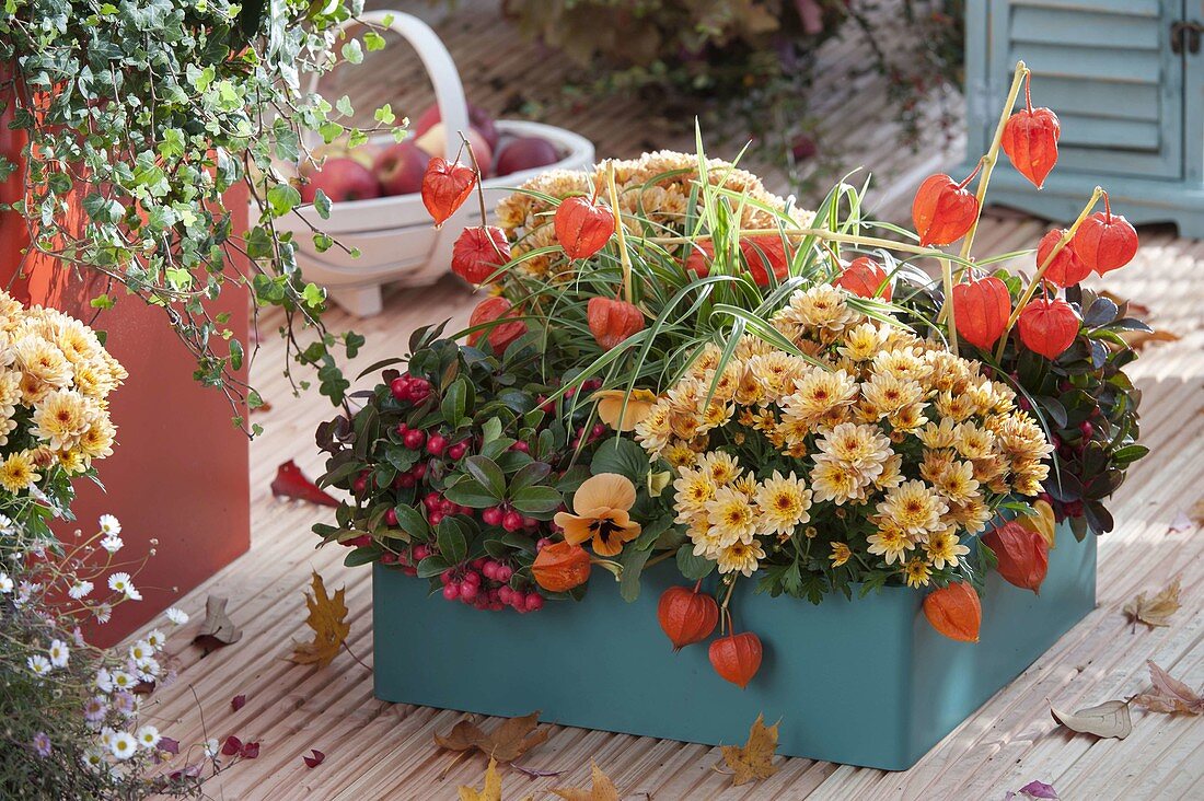 Türkiser Kunststoffkasten mit Chrysanthemum 'Yahou Faro'