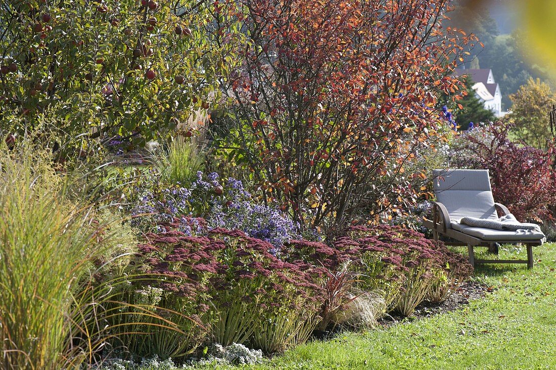 Autumn border with apple tree, rock pear and perennials