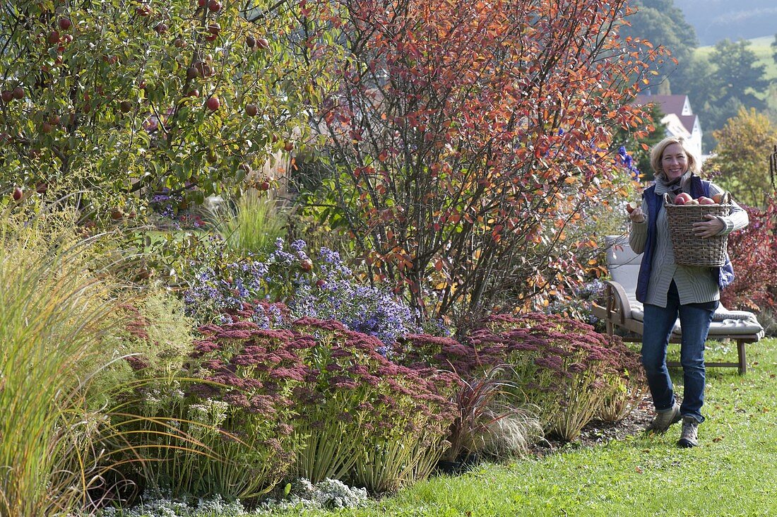 Autumn bed with apple tree, rock pear and perennials