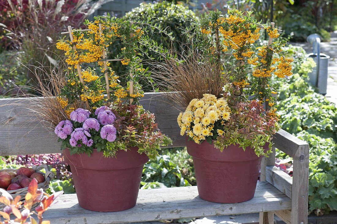Wine red pots with Pyracantha 'Solei D' Or ' (Firethorn), Chrysanthemum