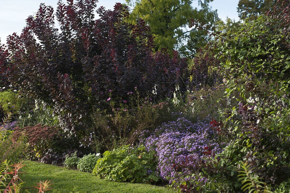 Cotinus coggygria 'Royal Purple' (Wig Bush)